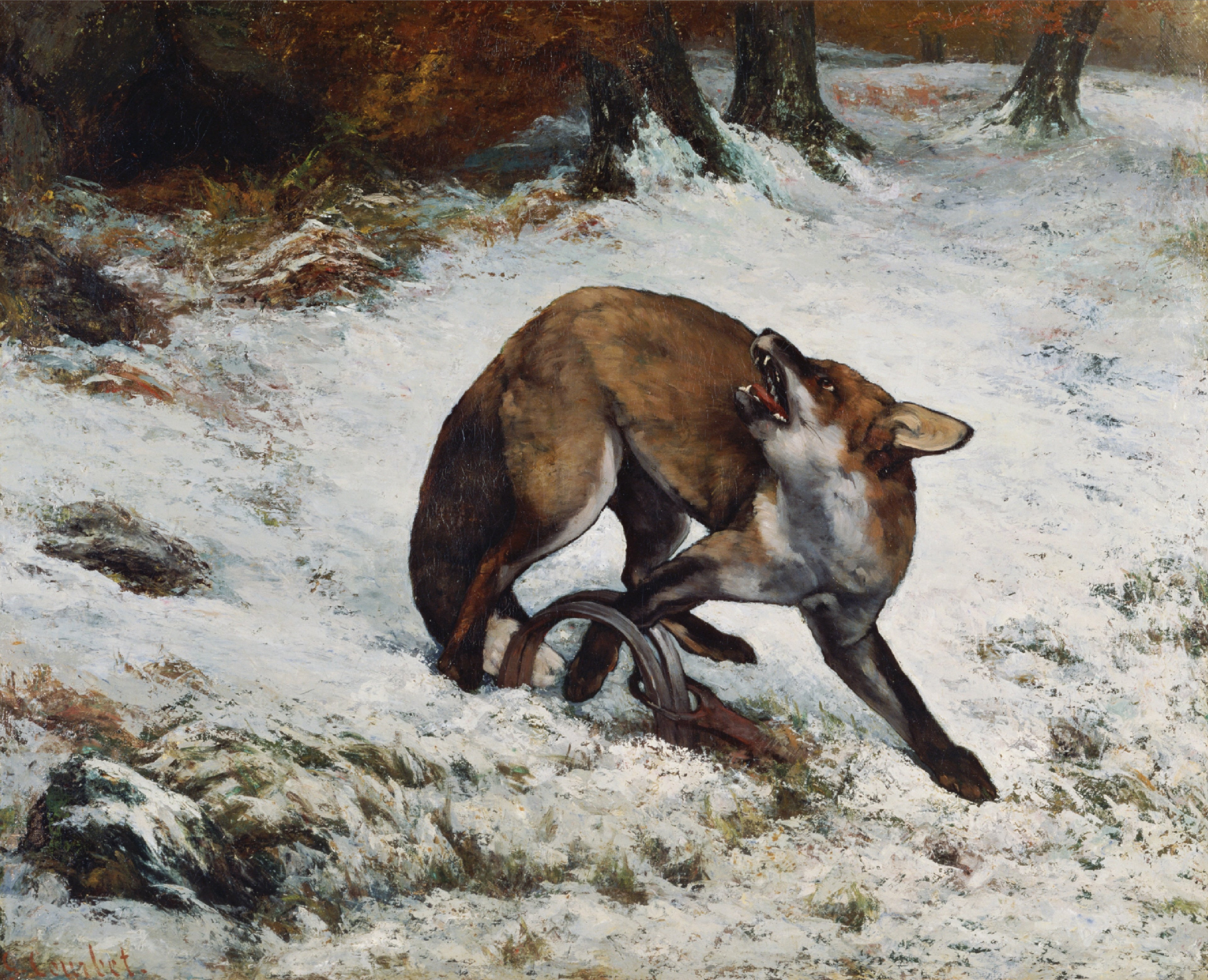 Renard pris dans un piège - Gustave Courbet
