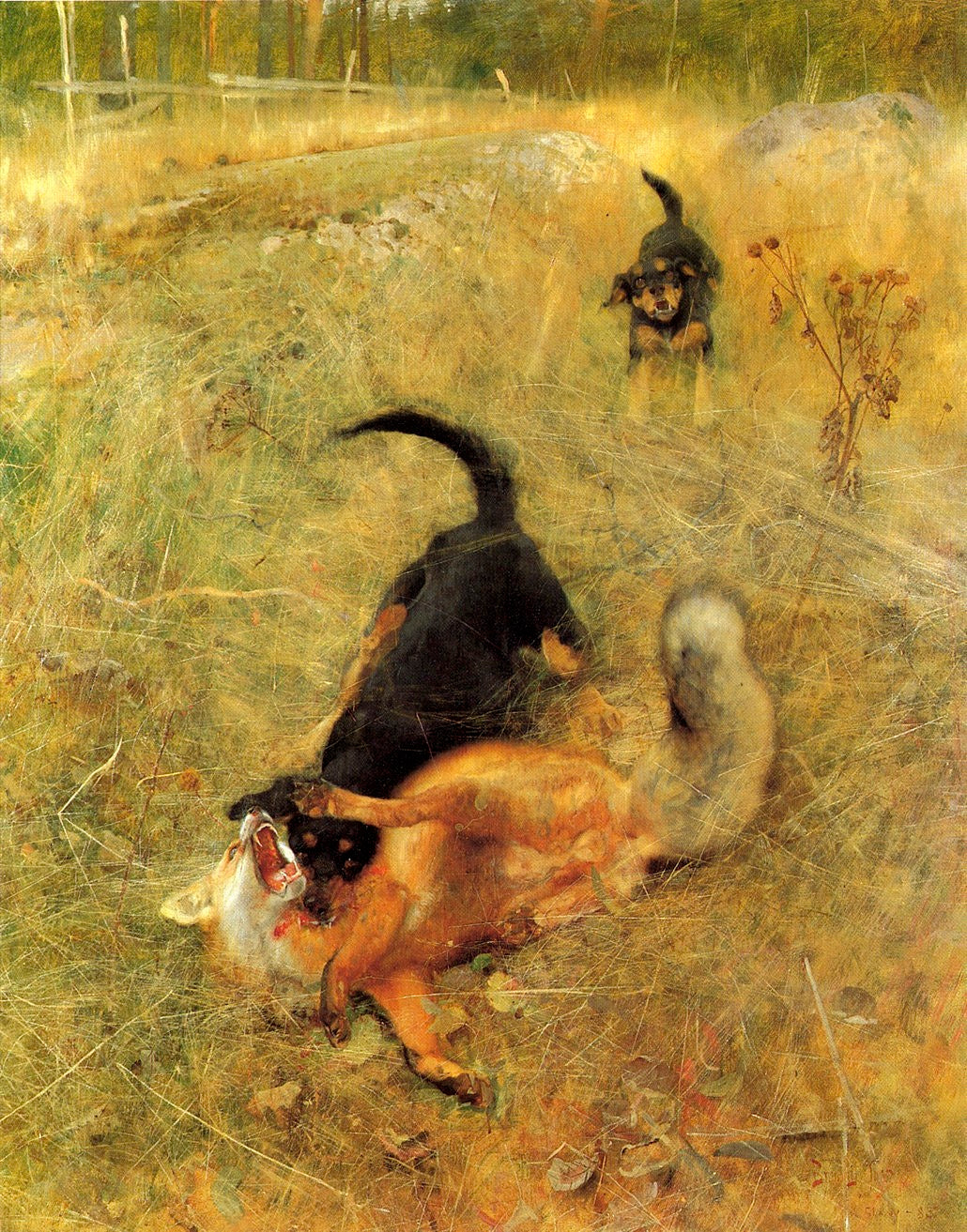 Foxhound suédois et renard - Bruno Liljefors