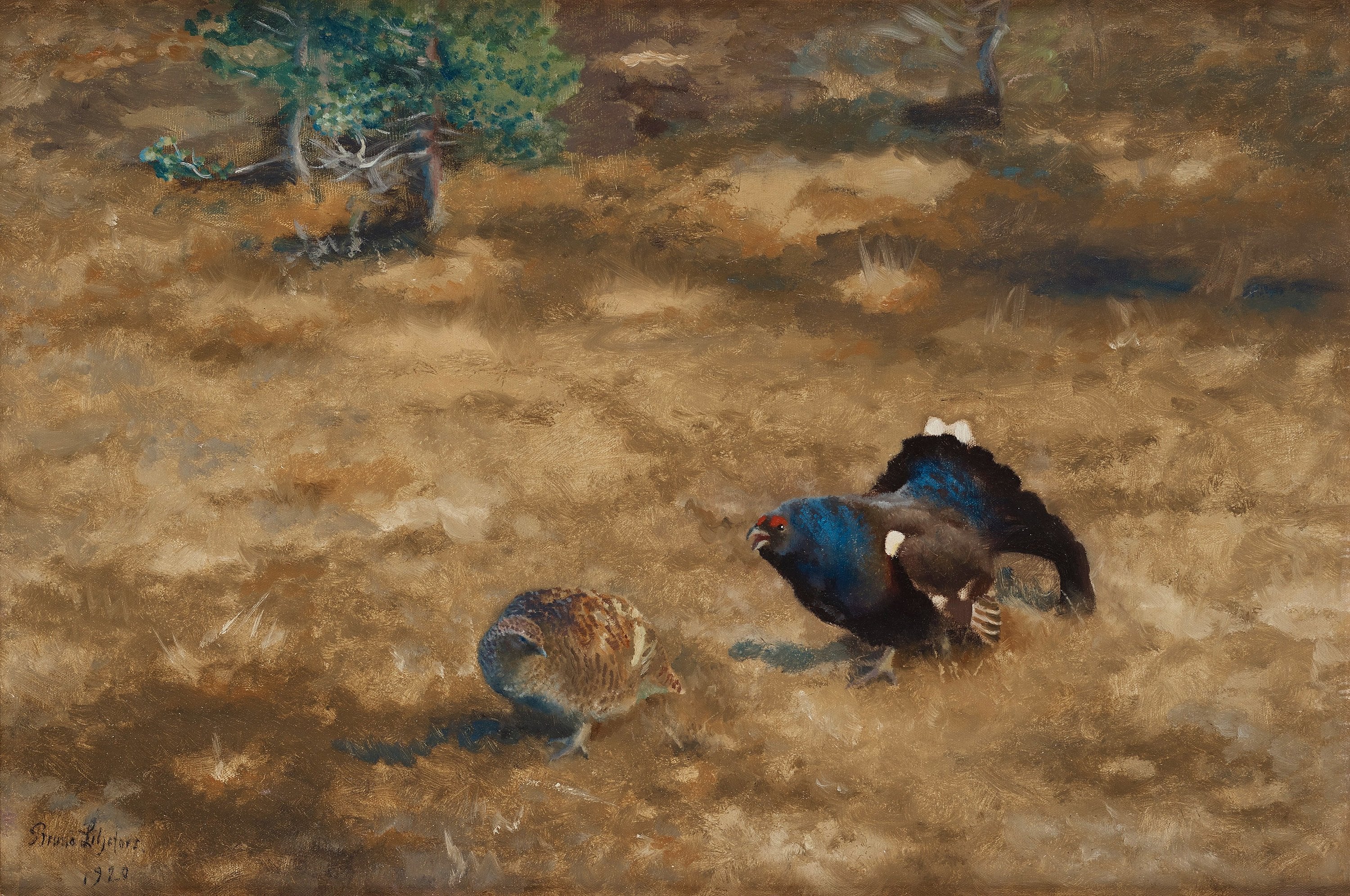 arène de tétras lyre - Bruno Liljefors