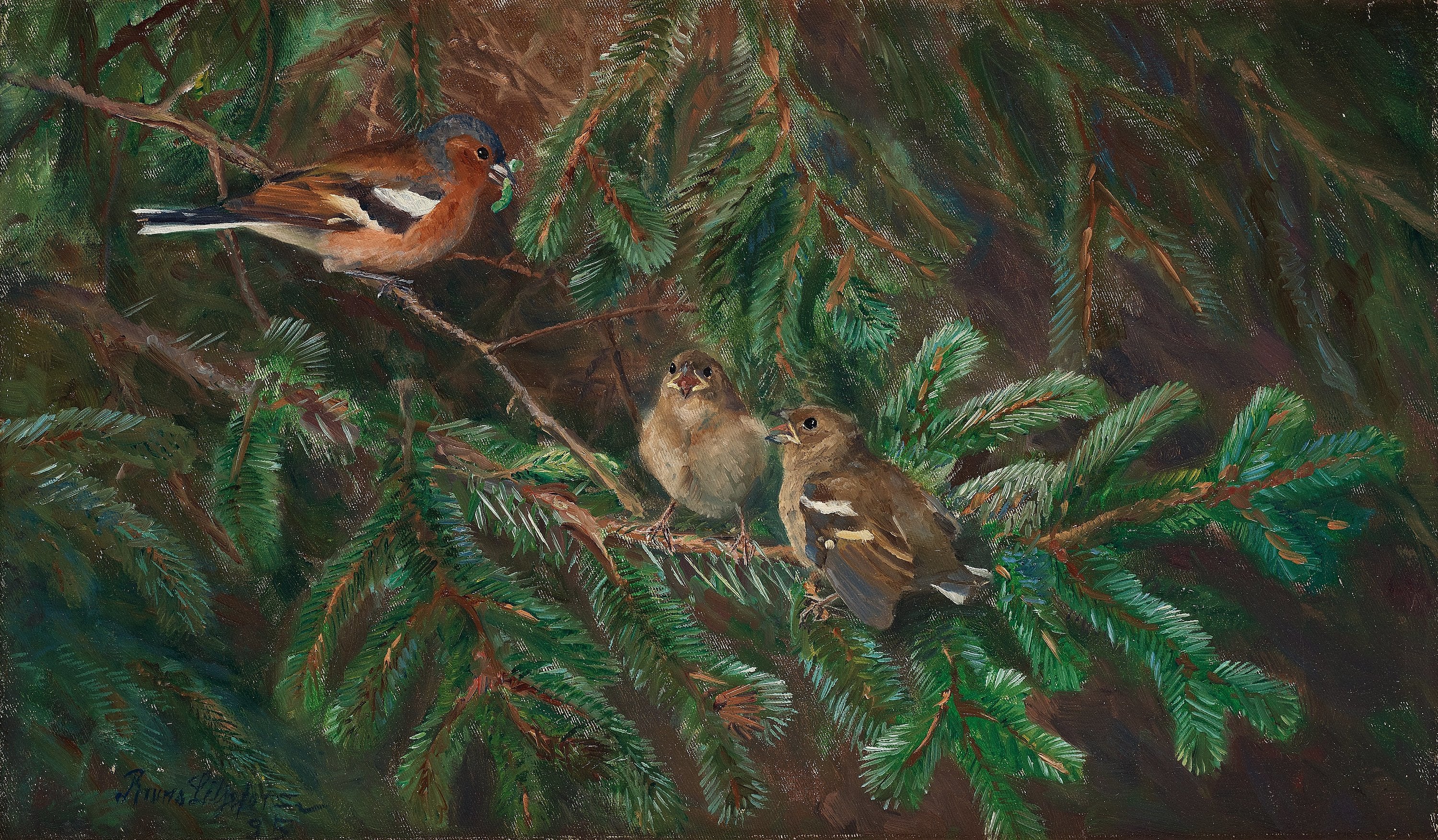 Pinson des arbres mâle nourrissant ses poussins - Bruno Liljefors