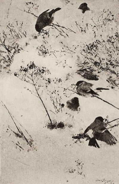 Bouvreuils dans la neige - Bruno Liljefors