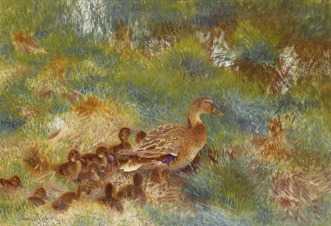 famille de canards - Bruno Liljefors