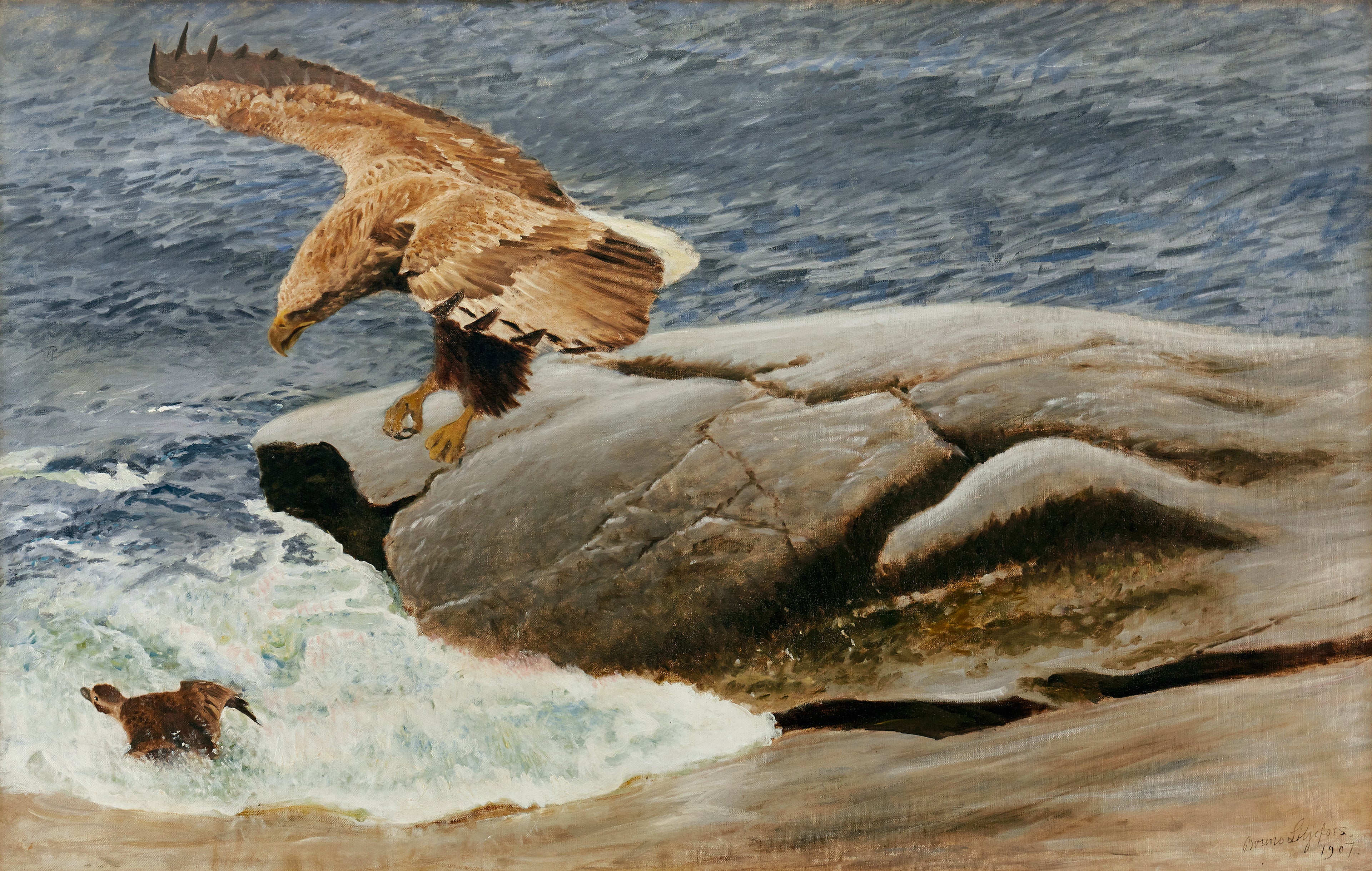 Un pygargue à queue blanche chasse un canard à longue queue - Bruno Liljefors