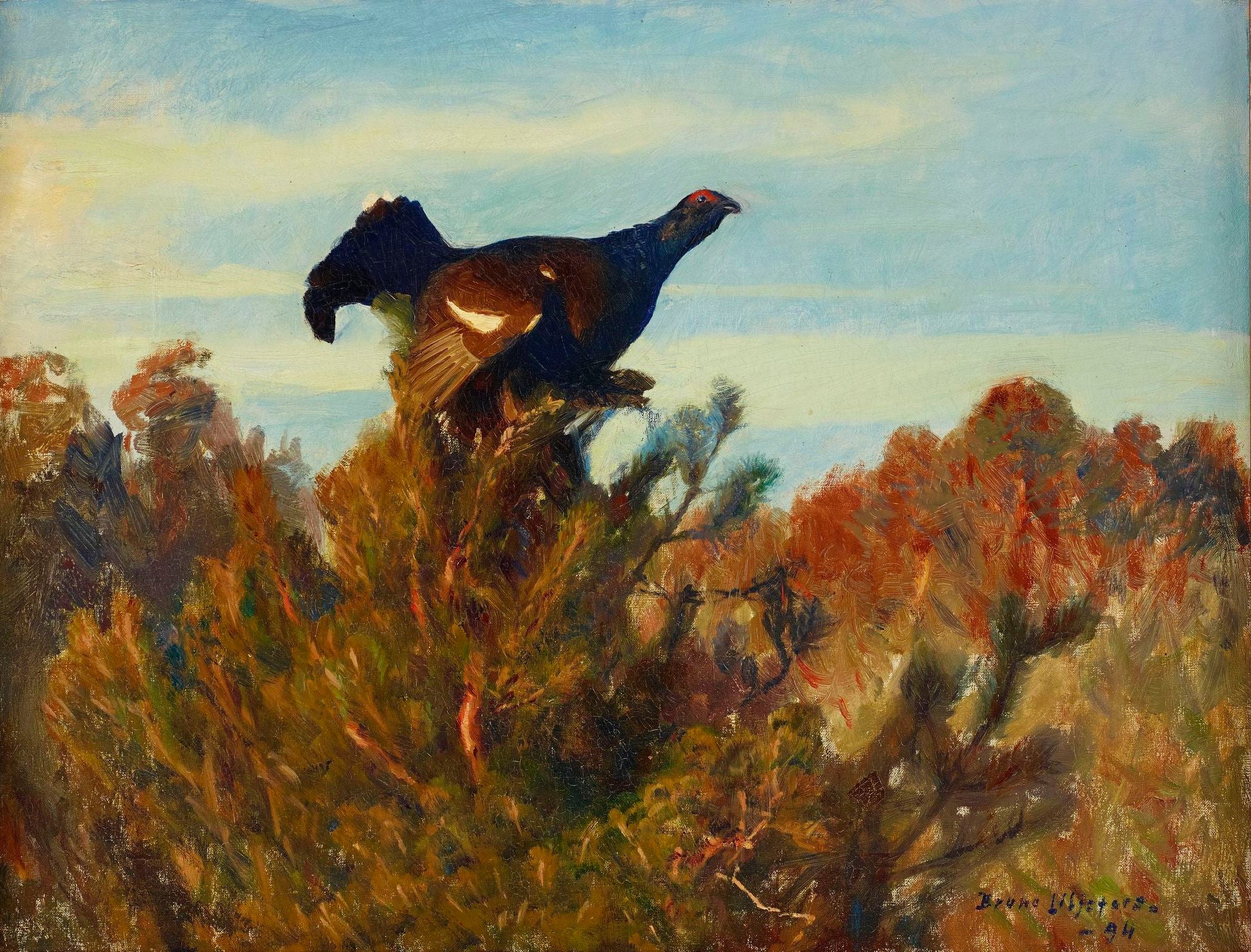 Tétras lyre - Bruno Liljefors