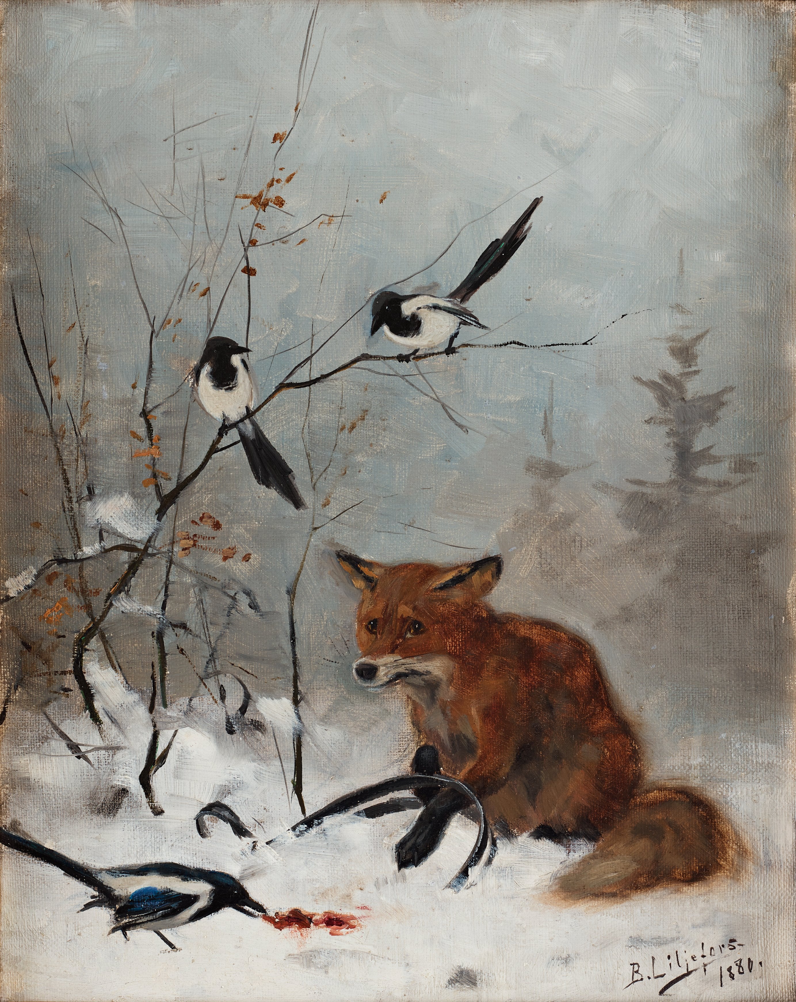 Renard pris au piège à mâchoires - Bruno Liljefors