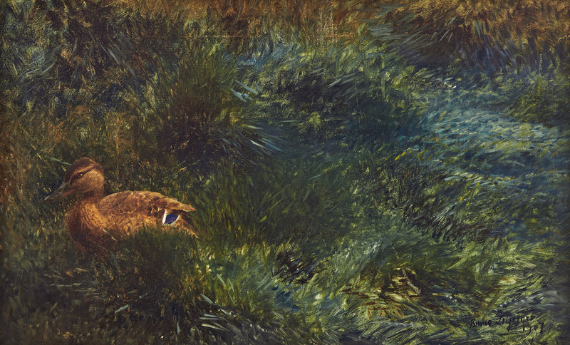 canard sauvage - Bruno Liljefors