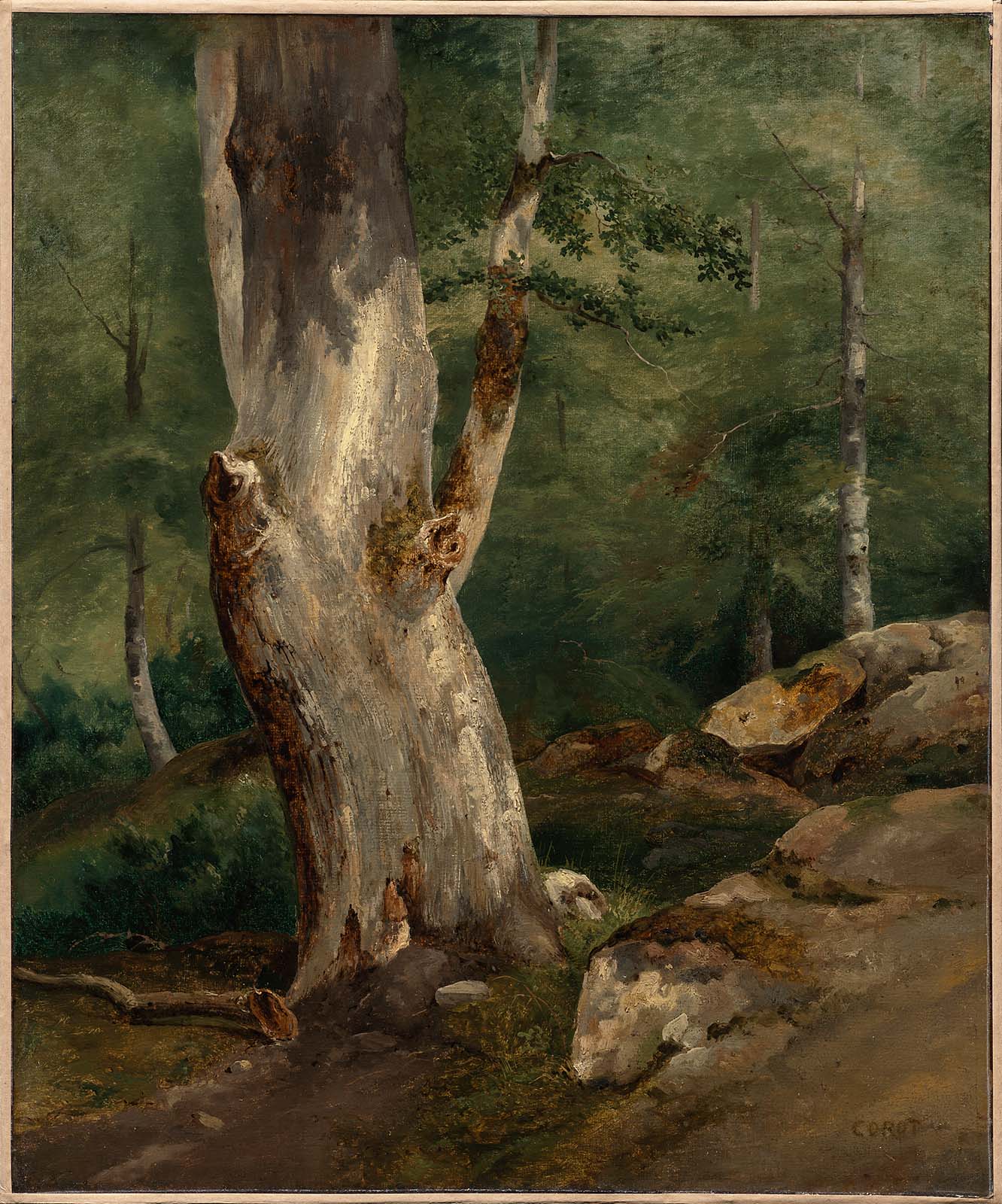 Vieux hêtre - Jean-Baptiste Camille Corot
