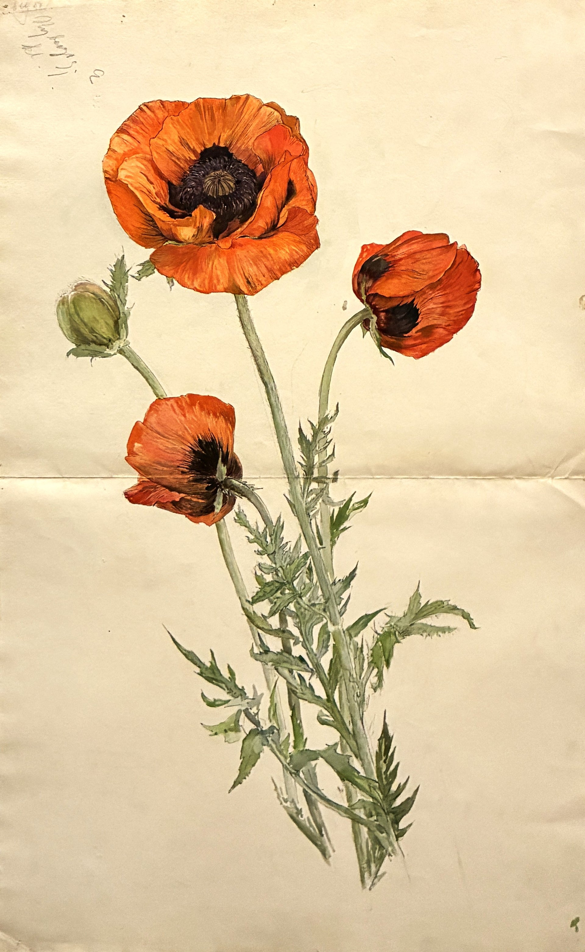 Poppy - Hilma af Klint
