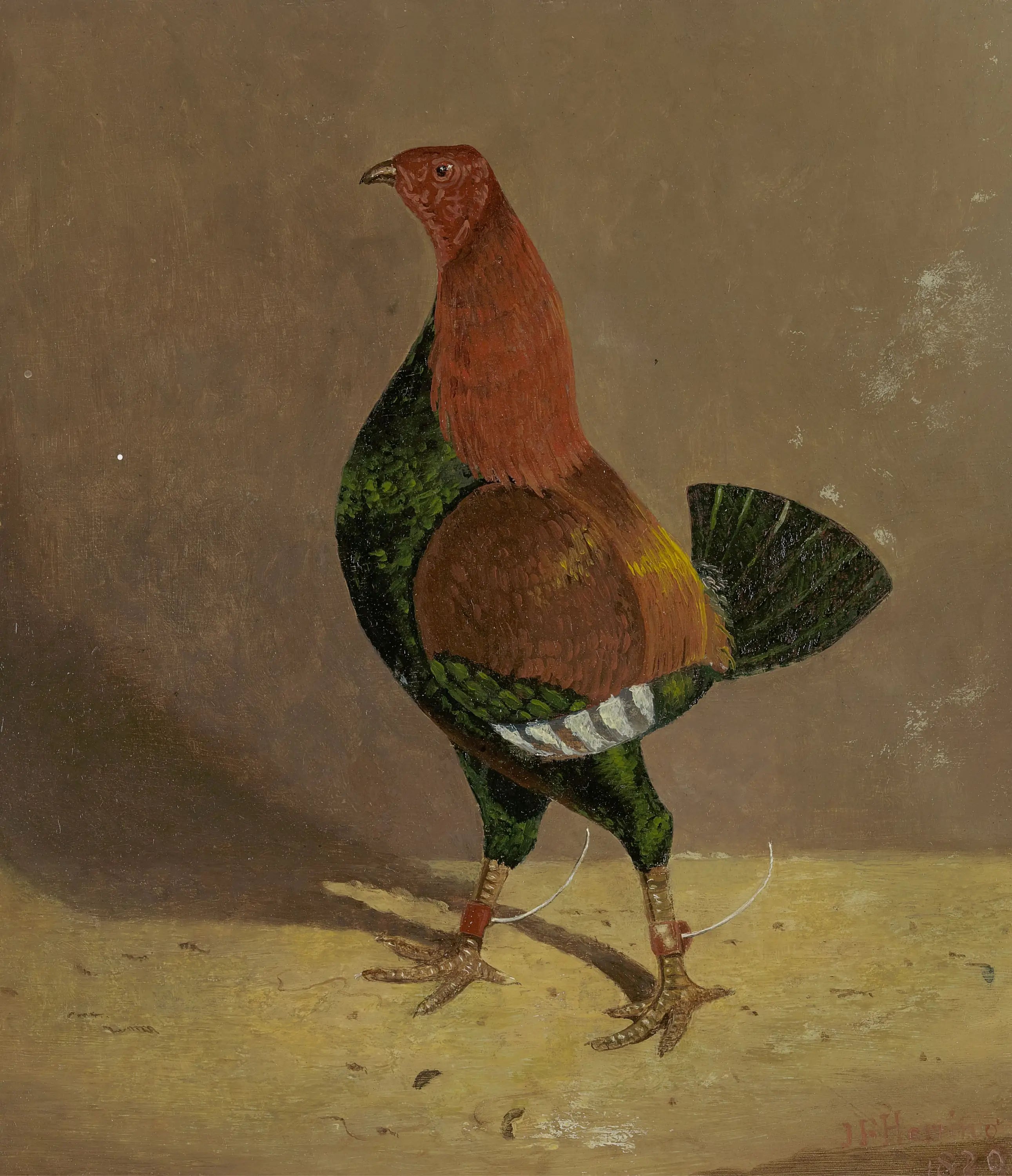 Coqs de combat: un coq de combat à poitrine foncée tourné vers la gauche - John Frederick Herring Sr. - Alpha