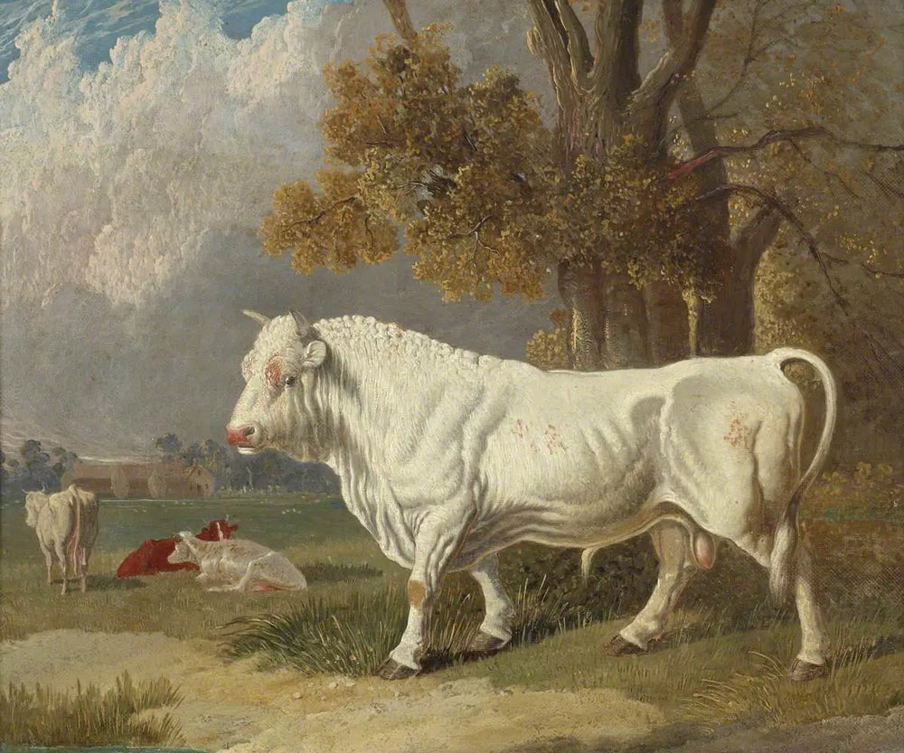 Taureau blanc Fulbourn Cambridgeshire 1830 - John Frederick Herring Sr. - Alpha Reproduction