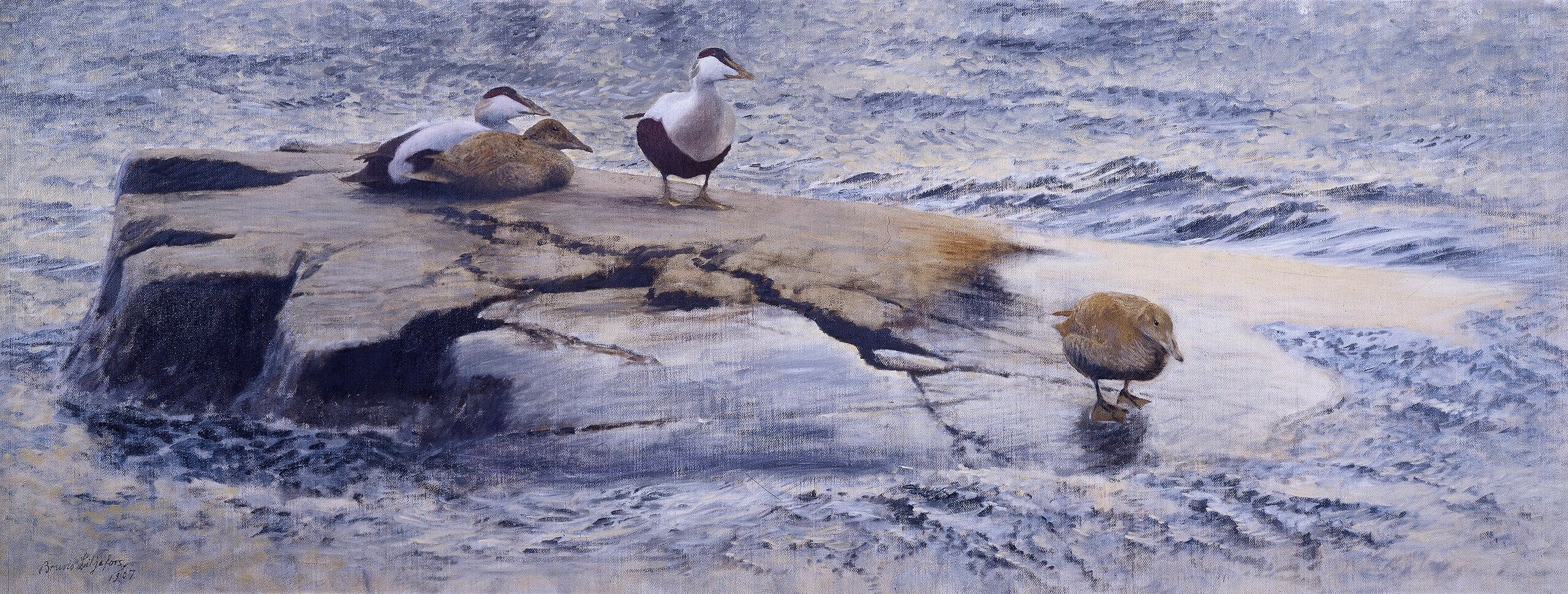 Eiders sur le Skerry - Bruno Liljefors