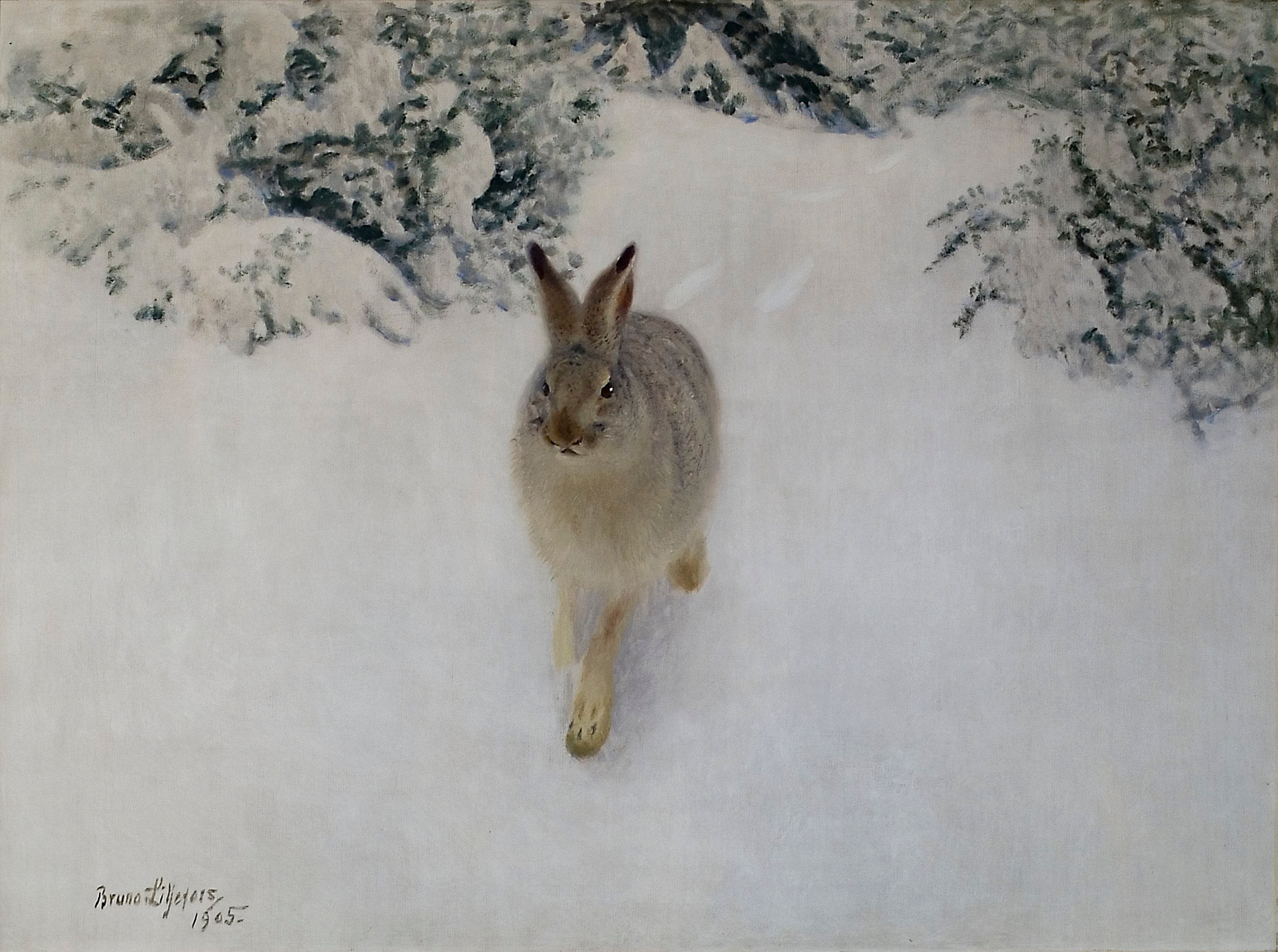 Lièvre en hiver - Bruno Liljefors