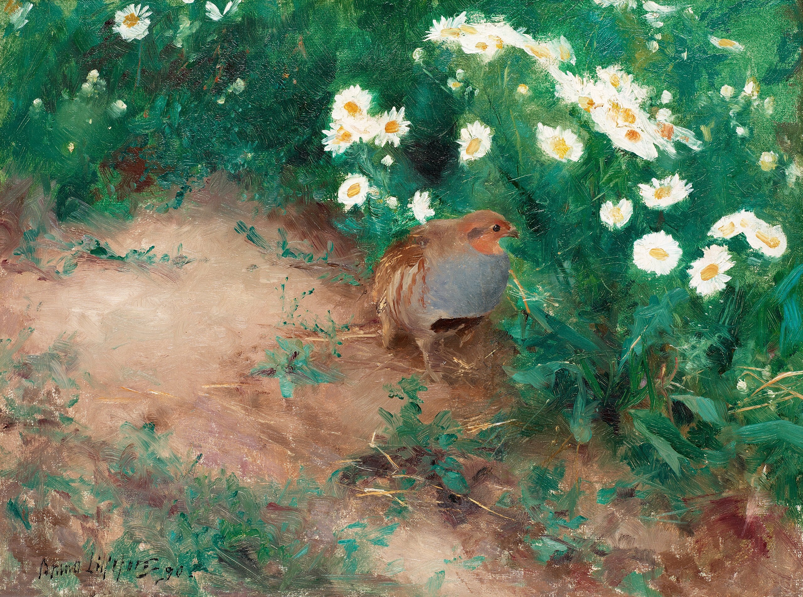 Perdrix grise avec des marguerites des champs - Bruno Liljefors