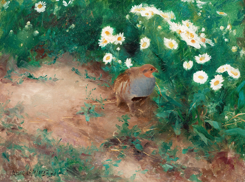 Perdrix grise avec des marguerites des champs - Bruno Liljefors
