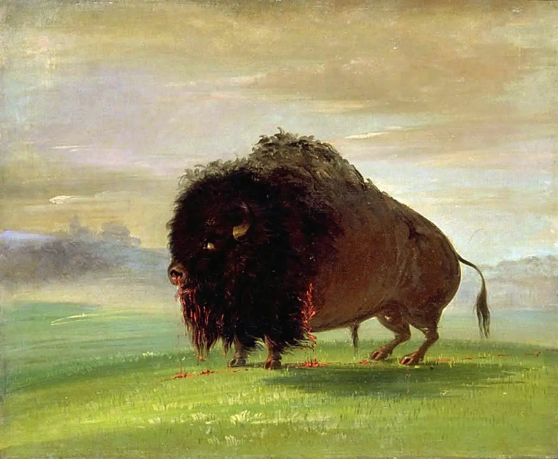 Раненный бизон, проливающий свою кровь на лугах - Джордж Катлин