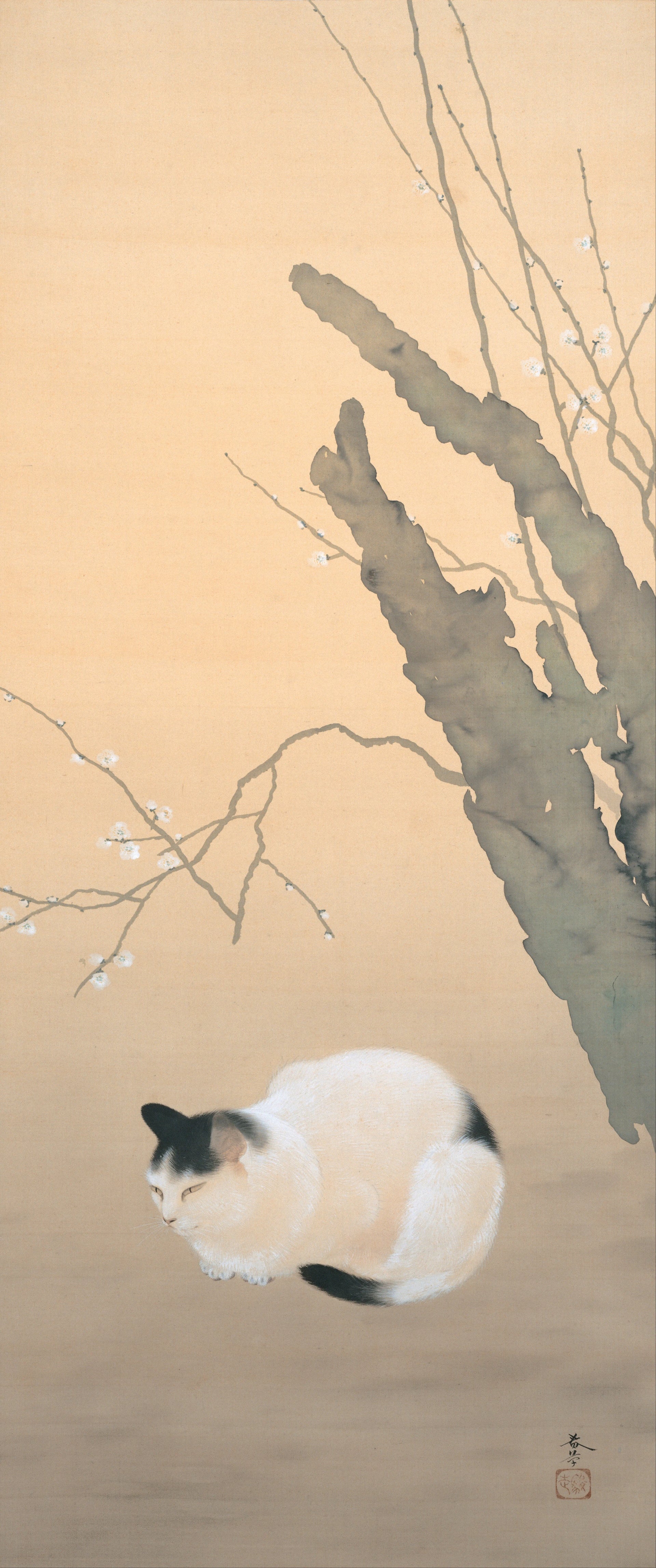 Chat et fleurs de prunier, Hishida Shunsō, 1906