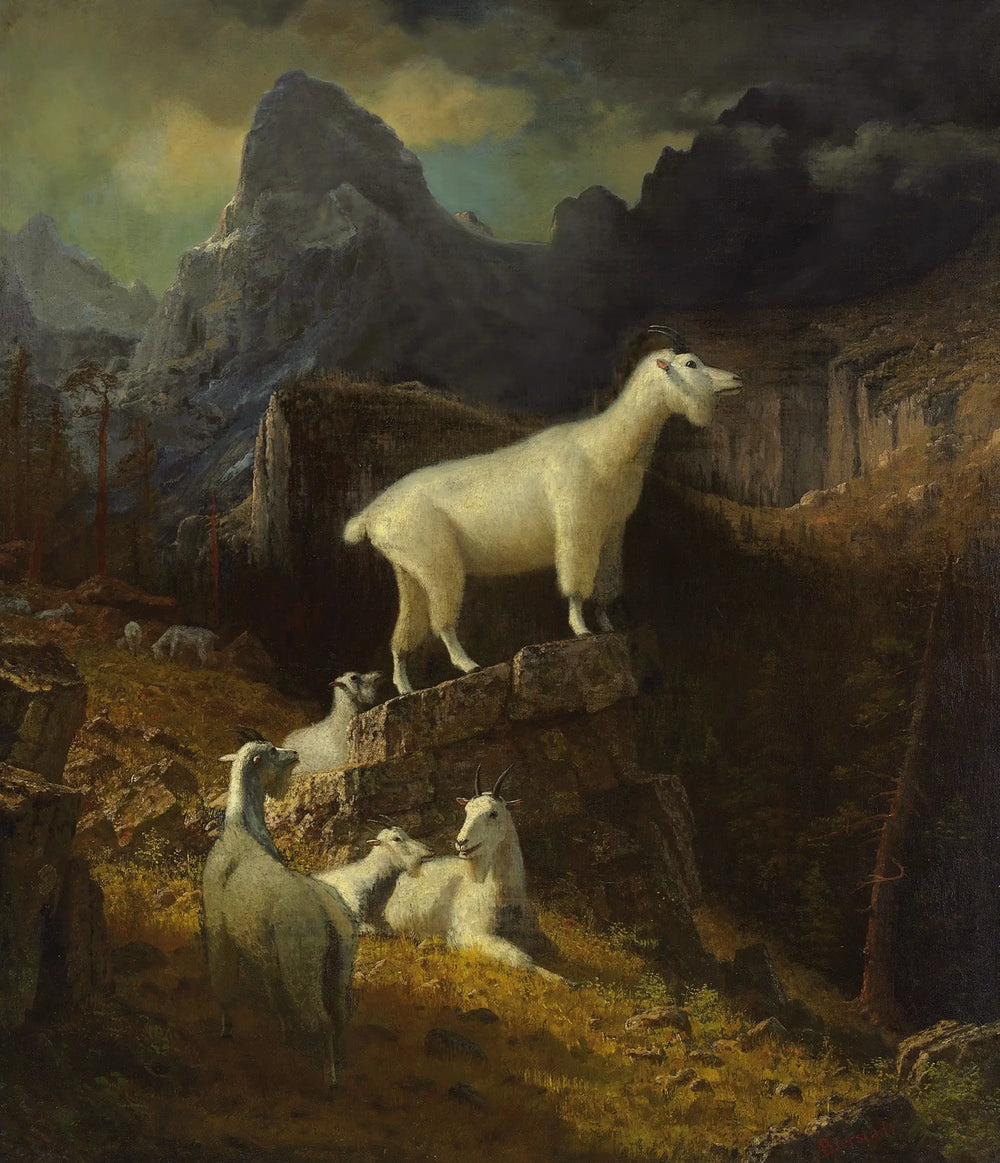 Chèvres des montagnes Rocheuses - Albert Bierstadt - Alpha Reproduction
