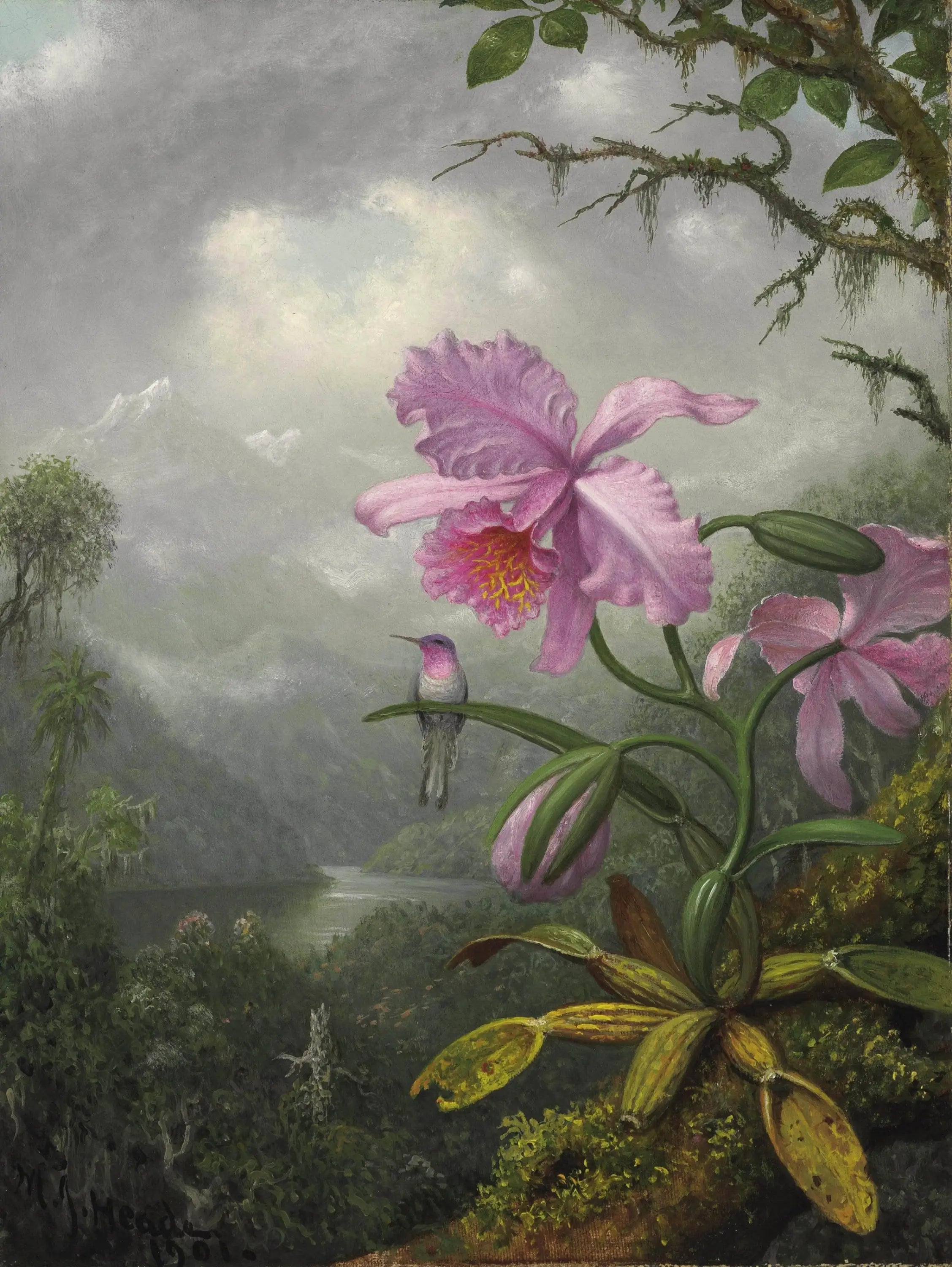 Colibri perché sur la plante d’orchidée - Martin Johnson Heade - Alpha Reproduction