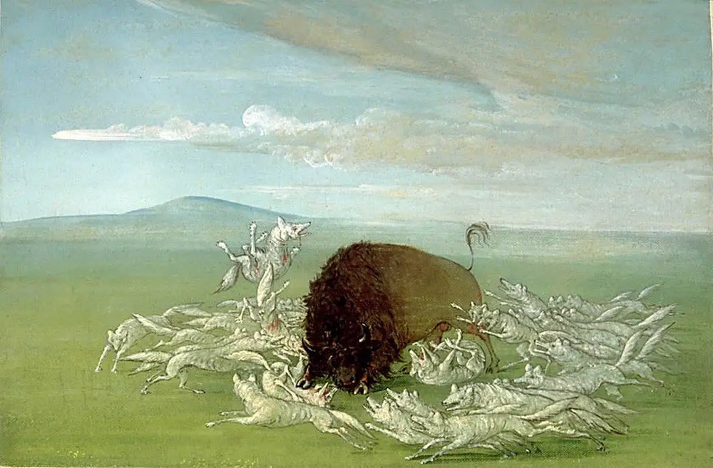 Des loups blancs attaquent un bison mâle - George Catlin - Alpha Reproduction