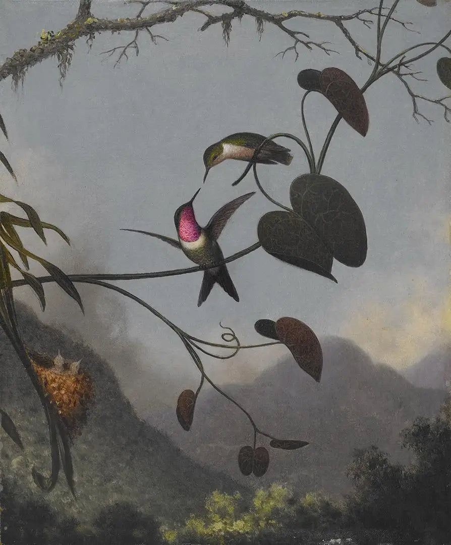 Étoile des bois améthyste - Martin Johnson Heade - Alpha Reproduction