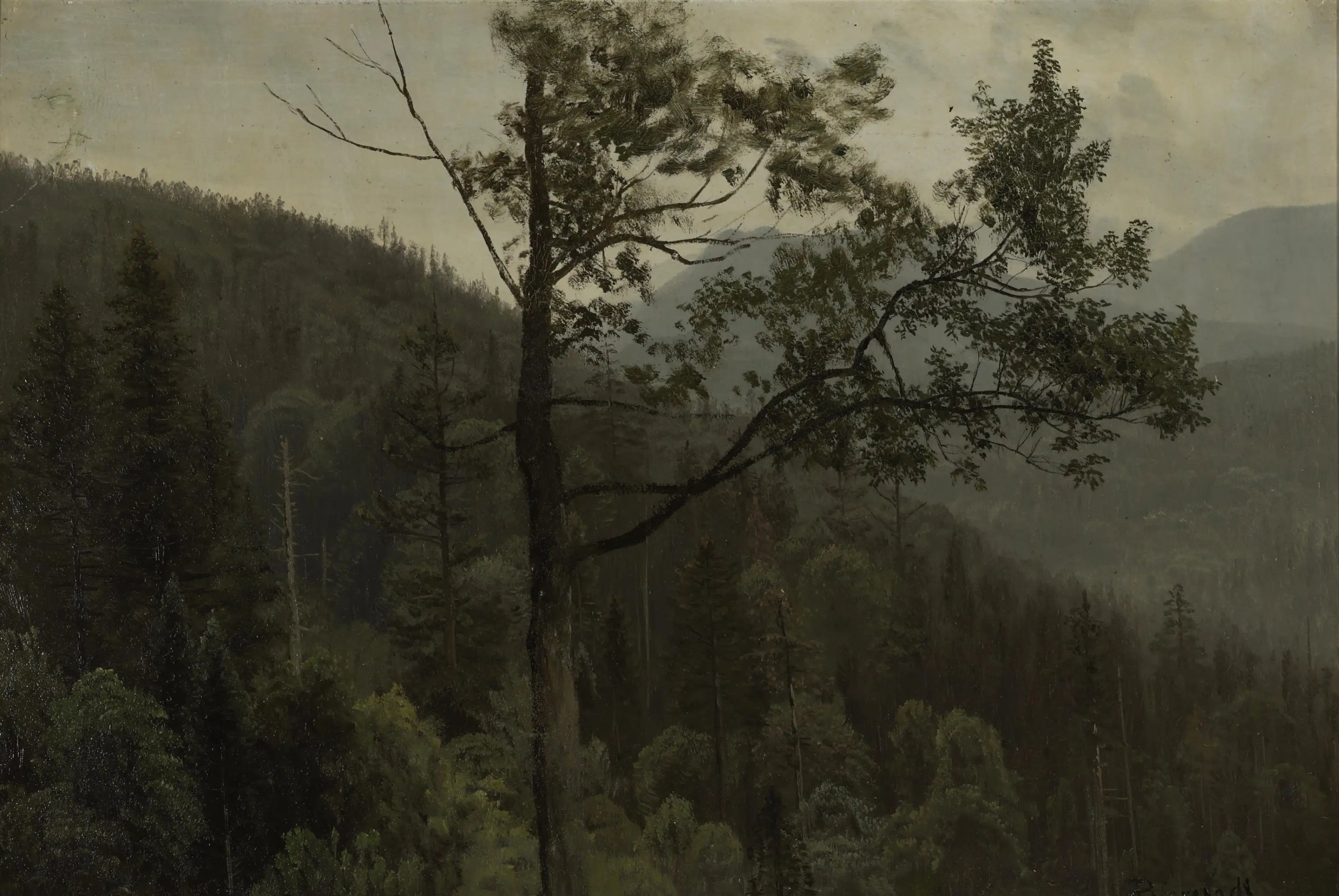 Montagnes couvertes d’arbres - Albert Bierstadt - Alpha Reproduction