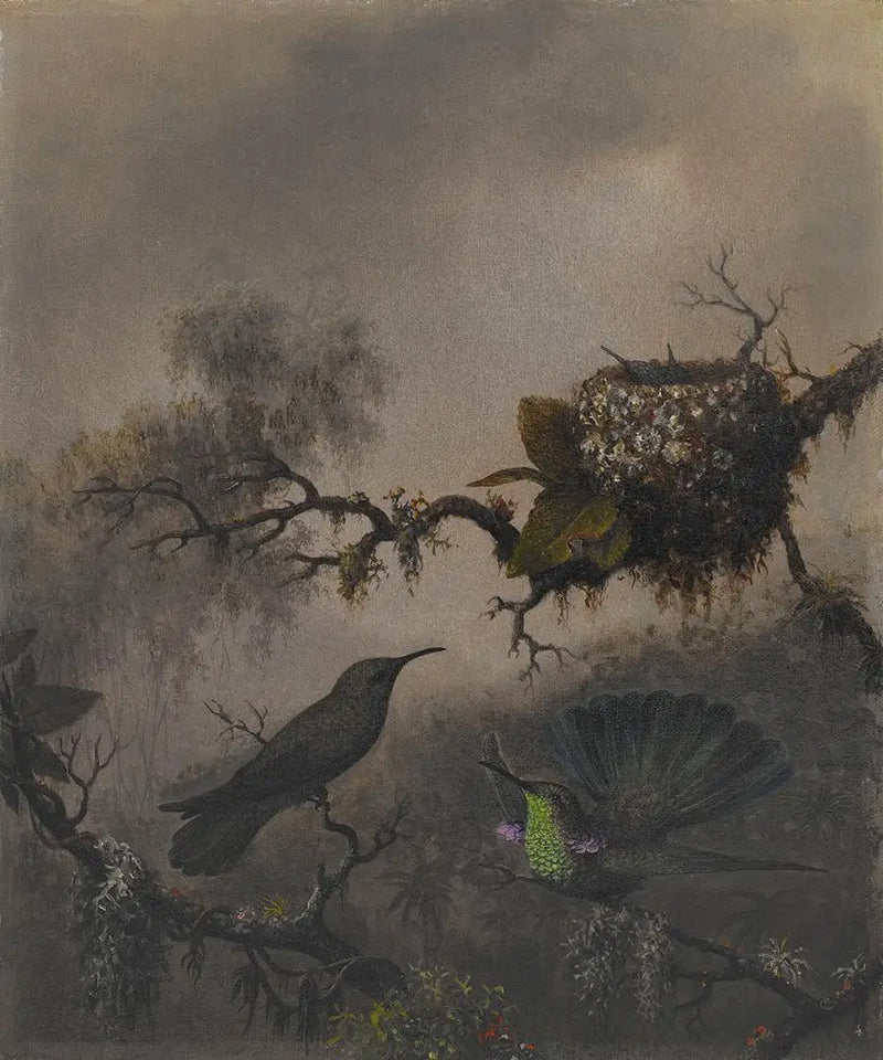 Фиолетовое ухо с белым животом - Мартин Джонсон Хид