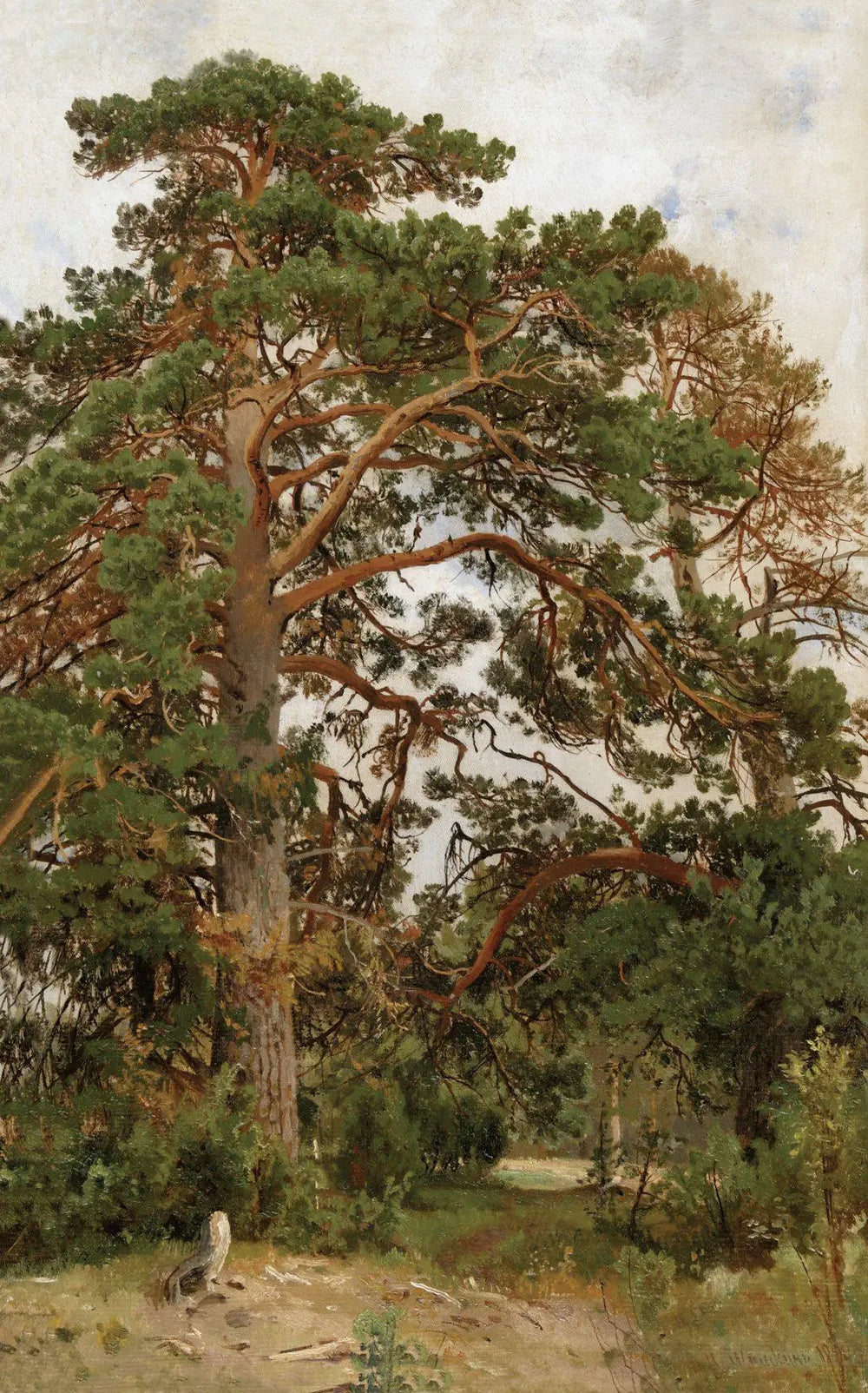 Paysage avec pins - Ivan Chichkine - Alpha Reproduction