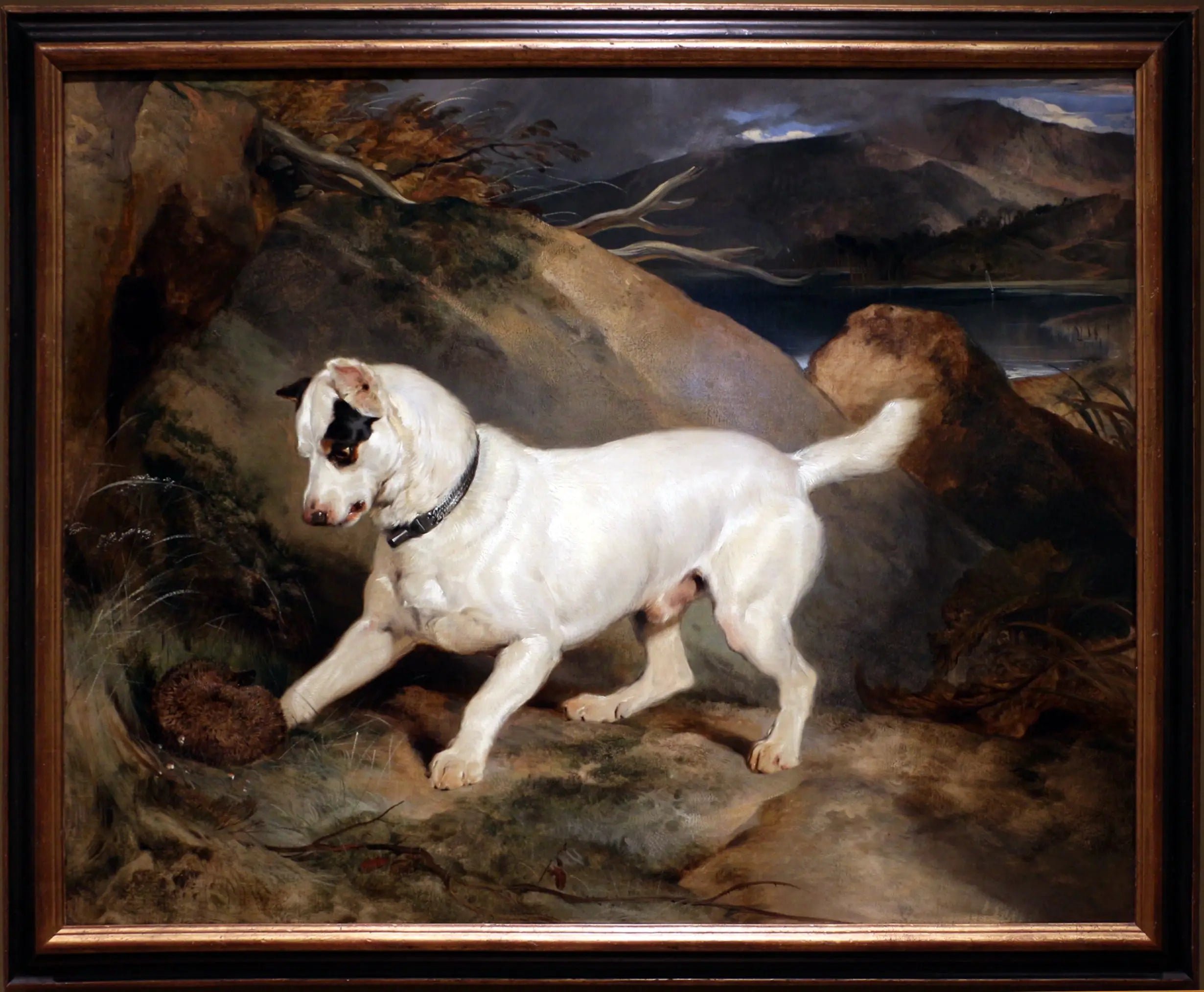 Portrait d’un terrier propriété d’Owen Williams ESQ. député (Jocko avec un hérisson) - Edwin Henry Landseer - Alpha